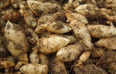 冬季吃天麻,用對這些吃法,冬補(bǔ)春打*!你知道&ldquo;赤箭&rdquo;天麻嗎?