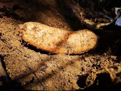 天麻是一種無根無葉的草本植物,卻能開花、結實、生子,神奇得很