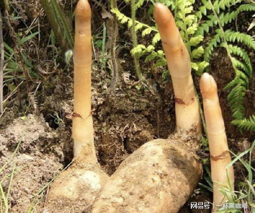 1種 合離草 塊莖大,在山谷下生長(zhǎng),殊不知珍貴,1斤 450元