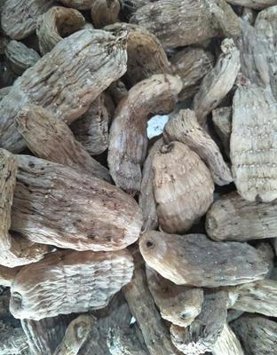 撫遠縣大型中草藥種植廠家 優質精選天麻批發與現貨供應